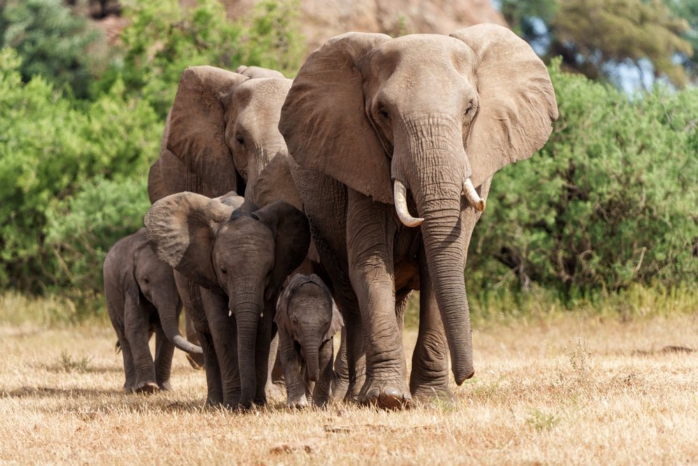 Elephant,Herd,Walking,In,The,Green,Season,In,A,Game